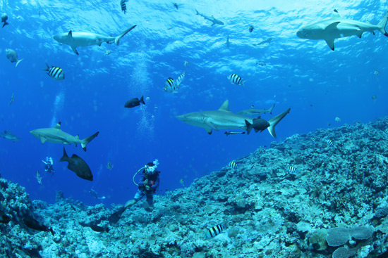 Подводный мир марианских островов во всей красе